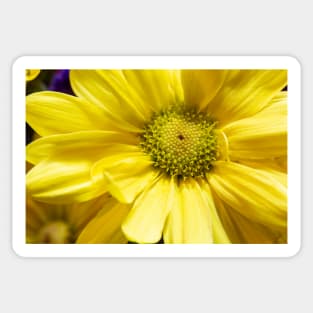 Close-up of Yellow Flower Sticker